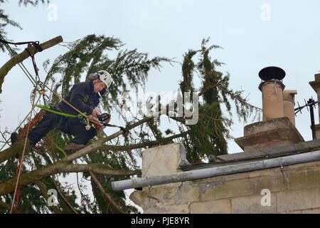 Baum Chirurgen Schneiden von Ästen eines Deodar Zeder unten ausgeblasen in einem Sturm und überhängenden ein Haus, Wiltshire UK, März. Stockfoto