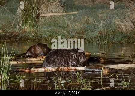 Zwei eurasischen Biber (Castor Fiber) nagen Rinde von zweigen Sie an einer Futterstelle am Rand von Ihrem Teich bei Nacht geschnitten haben, Tayside, Schottland. Stockfoto
