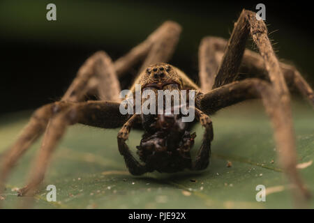 Eine huntsman Spider (Familie Ctenidae) essen einige unglückliche Beute los im peruanischen Dschungel. Stockfoto