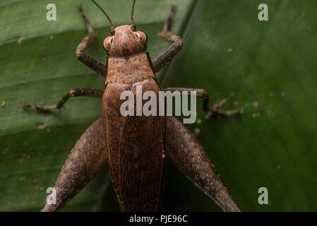 Eine Nahaufnahme von einem Dschungel Cricket von Madre de Dios, Peru. Die Vielfalt der Insekten in den Tropen ist unglaublich. Stockfoto
