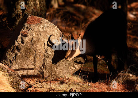 Chamois mit Schatten Stockfoto