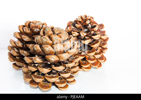 Big Pine Cone Stockfoto