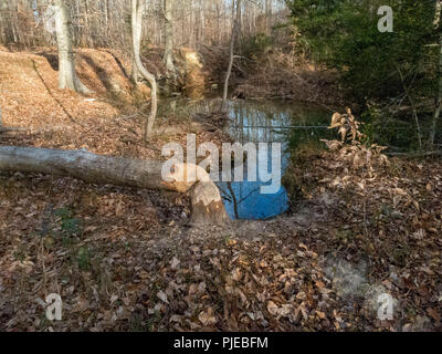 Gefällten Baumes und Beaver Dam in Fairfax, Virginia Stockfoto