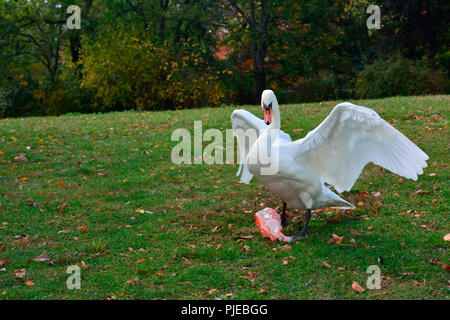 Schwan mit Plastiktüte stecken auf Füße Stockfoto