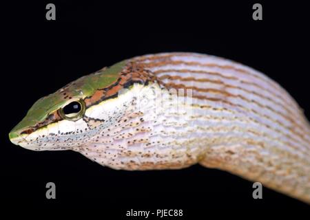 Die Savanne Weinstock Schlange (Thelotornis capensis) ist ein äußerst giftiges hinten-fanged giftige Schlange Arten im Südlichen Afrika gefunden. Stockfoto