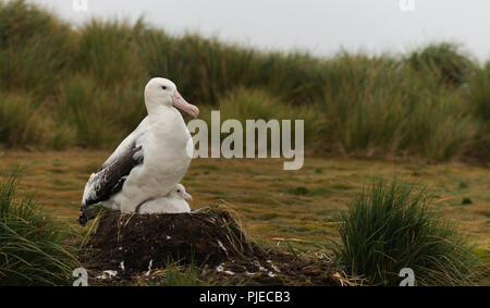 Eine weibliche Wanderalbatross (Diomedia exulans) und Küken auf einem Nest auf Bird Island, South Georgia, Antarktis Stockfoto