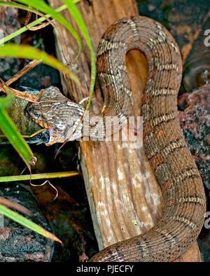 Northern Watersnake Essen Sunfish Stockfoto
