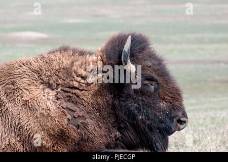 Amerikanischer Bison Bison bison. Bison schlafen auf der Prärie. Stockfoto