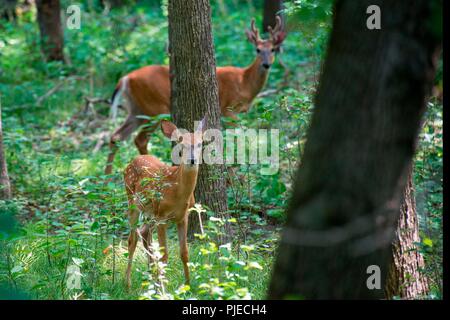 Weißwedelhirsche, Odocoileus virginianus. Fawn mit Buck. Stockfoto