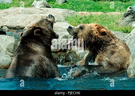 Russlands Grizzly coast aufweisen. Brauner Bär aka Grizzly, Ursus arctos. Bären sind wahrscheinlich Kämpfen ihrer Dominanz zu zeigen. Stockfoto