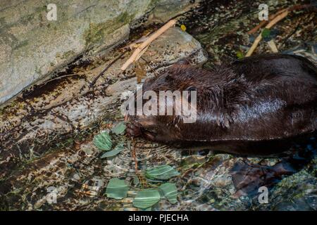 Amerikanischer Biber, Castor canadensis. Biber Fütterung auf eine Wasserpflanze. Stockfoto