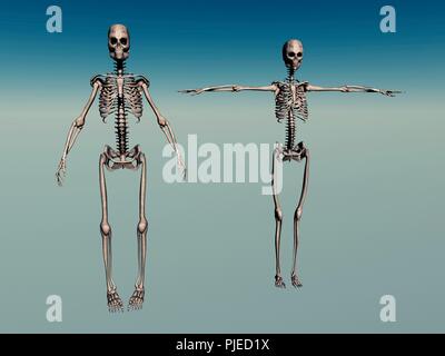 Männliche & Weibliche menschliche Skelette Stockfoto