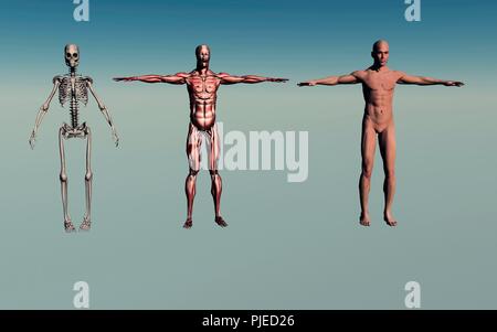 Erwachsene männliche Anatomie des Menschen. Stockfoto