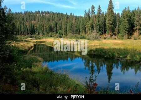 Wald und Gräser in ruhigem Wasser wider Stockfoto