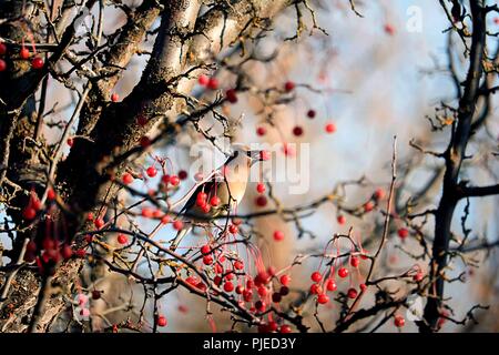 Cedar waxwing Fütterung auf Beeren im Baum Stockfoto