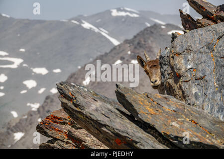 Bergziege auf der Oberseite des Mulhacen peak Stockfoto