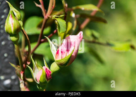 Die Knospen der eine Englische Kletterrose 'The Generous Gardener' Stockfoto