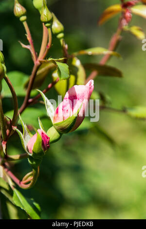 Die Knospen der eine Englische Kletterrose 'The Generous Gardener' Stockfoto