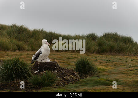 Eine weibliche Wanderalbatross (Diomedia exulans) und Küken auf einem Nest auf Bird Island, South Georgia, Antarktis Stockfoto