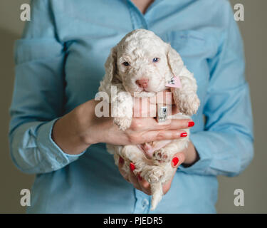 Frau mit weißen Welpen Stockfoto