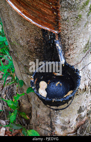 Produktion von natürlichen Kautschuk in der gummibaum oder Para Gummibaum (Hevea brasiliensis) in einer Plantage, Phuket, Thailand, Gewinnung von Naturk Stockfoto