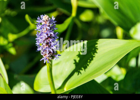 Nahaufnahme der Blüte eines pickerel Unkraut (Pontederia cordata) Stockfoto