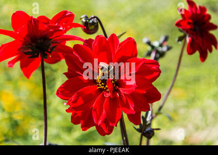 Eine Hummel auf einer Dahlie 'Bischof von Llandaff' Stockfoto