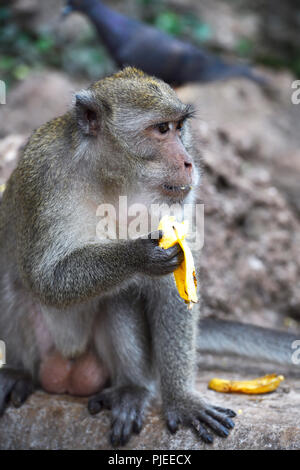 Langschwanzmakak oder Krabbe Esser (Macaca fascicularis), Phang Nga, Thailand, Langschwanzmakak oder Krabbenesser (Macaca fascicularis) Stockfoto