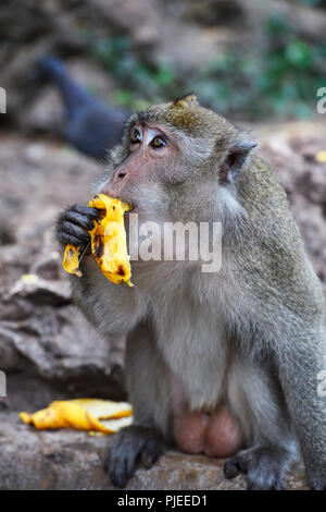 Langschwanzmakak oder Krabbe Esser (Macaca fascicularis), Phang Nga, Thailand, Langschwanzmakak oder Krabbenesser (Macaca fascicularis) Stockfoto