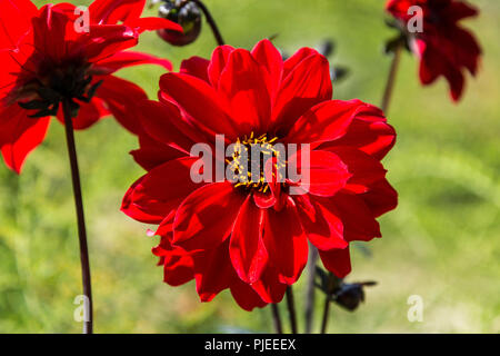 Dahlie 'Bischof von Llandaff' Stockfoto