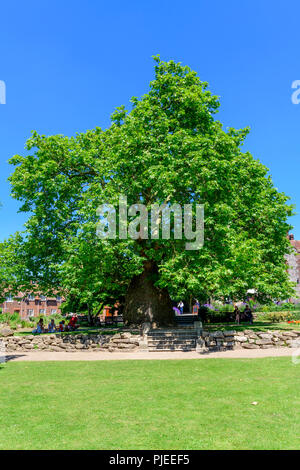 Orientalische Flugzeug, Platanus orientalis in Westgate Gärten Canterbury. Als die Älteste in Großbritannien zu werden. Stockfoto