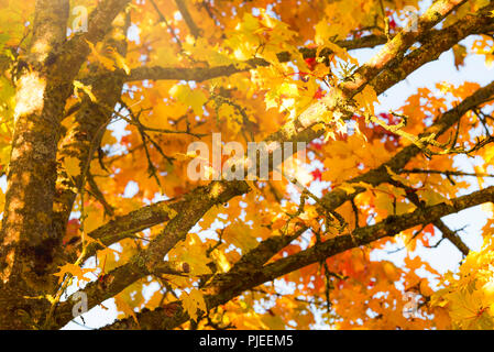 Schließen Sie herauf Bild mit Ästen voll von gelb und orange Blätter, die von einem warmen Sonne von Oktober gebadet. Einen Rahmen oder Kontext für Herbst Konzepte. Stockfoto