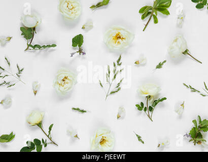 Natürliche Hintergrund: hellgrüne Blätter und weisse wild rose Blumen auf weißem Hintergrund; Ansicht von oben, flach Stockfoto