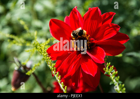 Eine Hummel auf einer Dahlie 'Bischof von Llandaff' Stockfoto