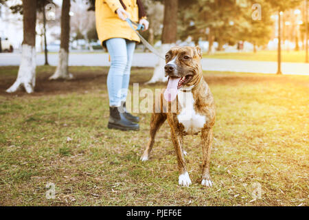 Staffordshire Terrier für einen Spaziergang im Park. Hinter ist ein Mädchen mit einem Hund an der Leine. Stockfoto