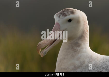 Eine Nahaufnahme eines weiblichen Wanderalbatross (Diomedia exulans) auf Bird Island, South Georgia, Antarktis Stockfoto