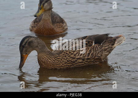 Mallard Enten auf dem Wasser Stockfoto