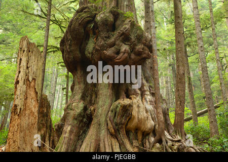 Kanadas fieseste Baum an Avatar Grove, Capitol regionalen Bezirk, British Columbia, Kanada Stockfoto