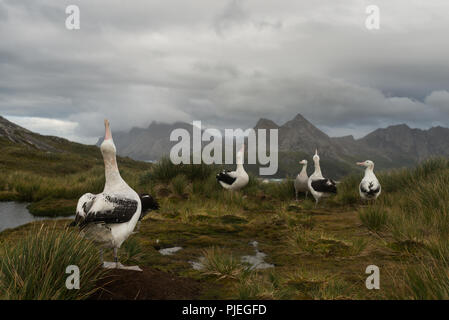 Eine große Gruppe Wanderalbatrosse (Diomedia exulans) Anzeige (Himmel zeigen) auf Bird Island, South Georgia, Antarktis Stockfoto