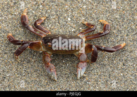 Lila shore Crab (Hemigrapsus (), Juan de Fuca Provincial Park, British Columbia, Kanada Stockfoto