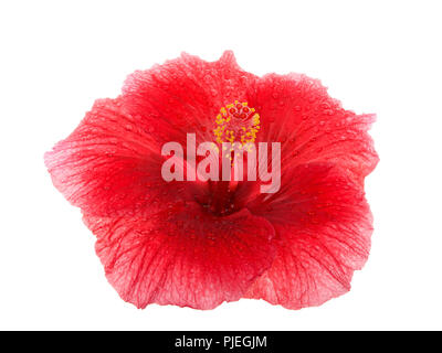 Red Hibiscus flower auf weißem Hintergrund. Hibiskus ist eine Gattung von Blütenpflanzen in der Familie, Malve Malvaceae. Mehrere Arten sind weit verbreitet Stockfoto