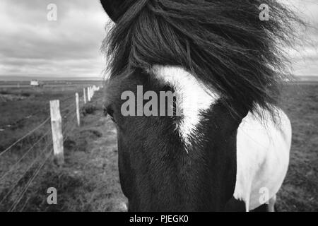 Islandpferd Close-up Stockfoto