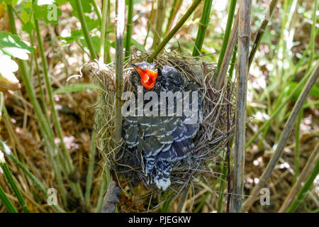 Ein Küken der Gemeinsamen Kuckuck (Cuculus canorus) im Nest von Marsh Warbler (Acrocephalus palustris). Russland, das astrakhan Region (Ryazanskaya Oblast), die Pron Stockfoto