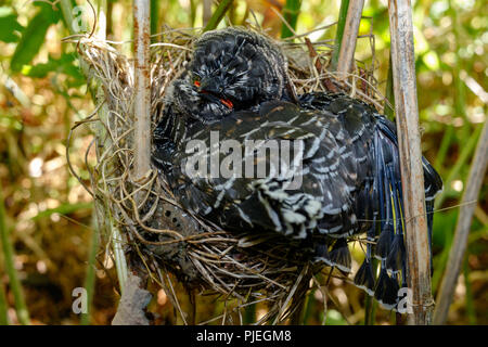 Ein Küken der Gemeinsamen Kuckuck (Cuculus canorus) im Nest von Marsh Warbler (Acrocephalus palustris). Russland, das astrakhan Region (Ryazanskaya Oblast), die Pron Stockfoto