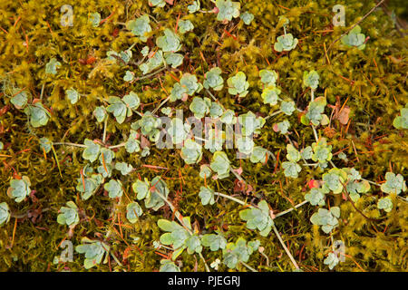 Mauerpfeffer entlang Coast Trail, East Sooke Regional Park, Sooke, British Columbia, Kanada Stockfoto