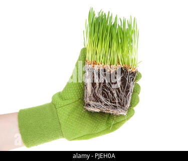 Grüne behandschuhte Hand, die Würfel der Wurzel gebunden Bio Weizen Gras isoliert. Wie die Pflanzen in Containern Reife, ihre Entwicklung Wurzeln schließlich Wil Stockfoto