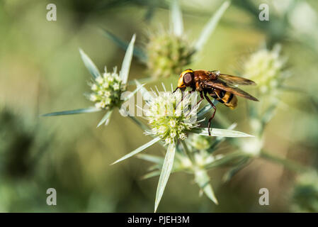 Eine weibliche Hornet nachahmen Hoverfly (Volucella zonaria) auf einem eryngo (eryngium) Stockfoto