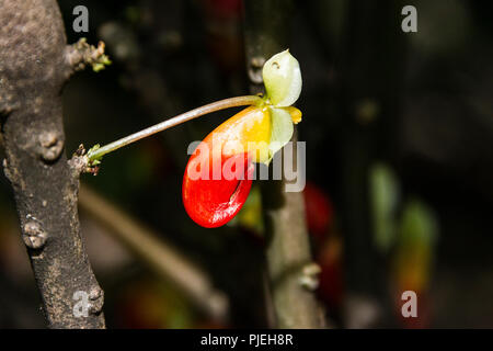 Die Blume von einem Papagei Anlage (Impatiens niamniamensis) Stockfoto