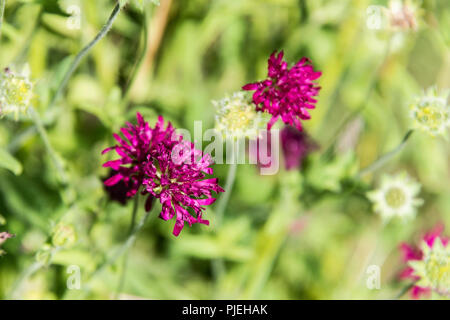 Eine Mazedonische scabious (knautia-macedonica-) Stockfoto