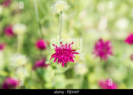 Eine Mazedonische scabious (knautia-macedonica-) Stockfoto